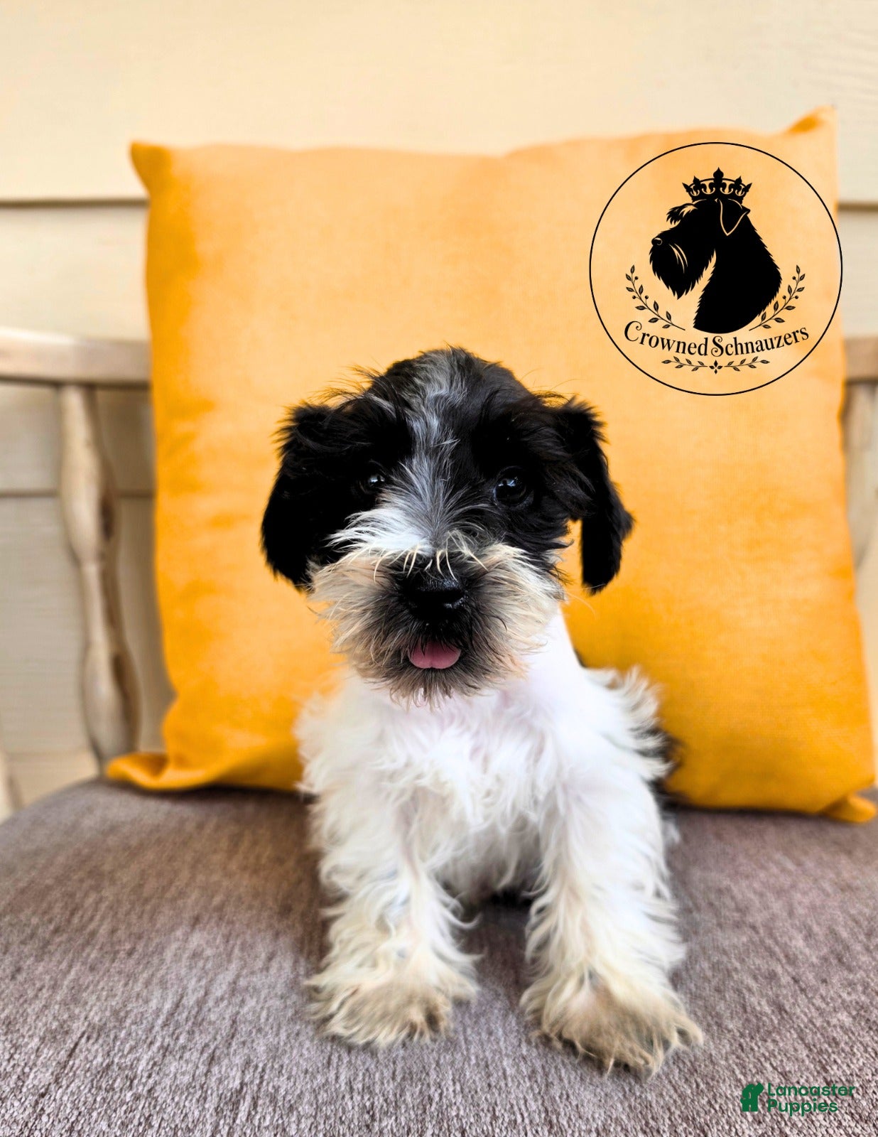 Miniature Schnauzer dogs Maverick black parti  - Ad 1