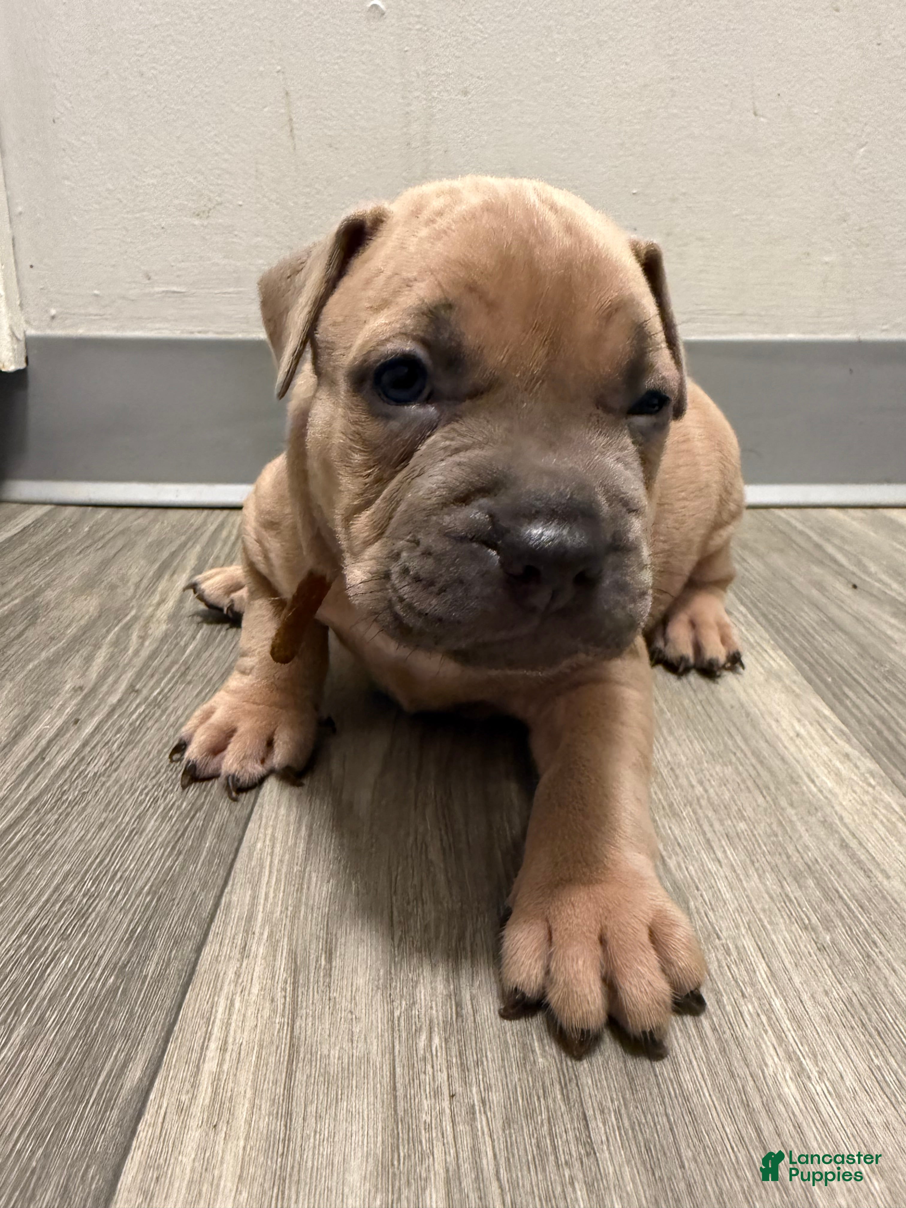 Mixed Breed dogs Bronny - Ad 11