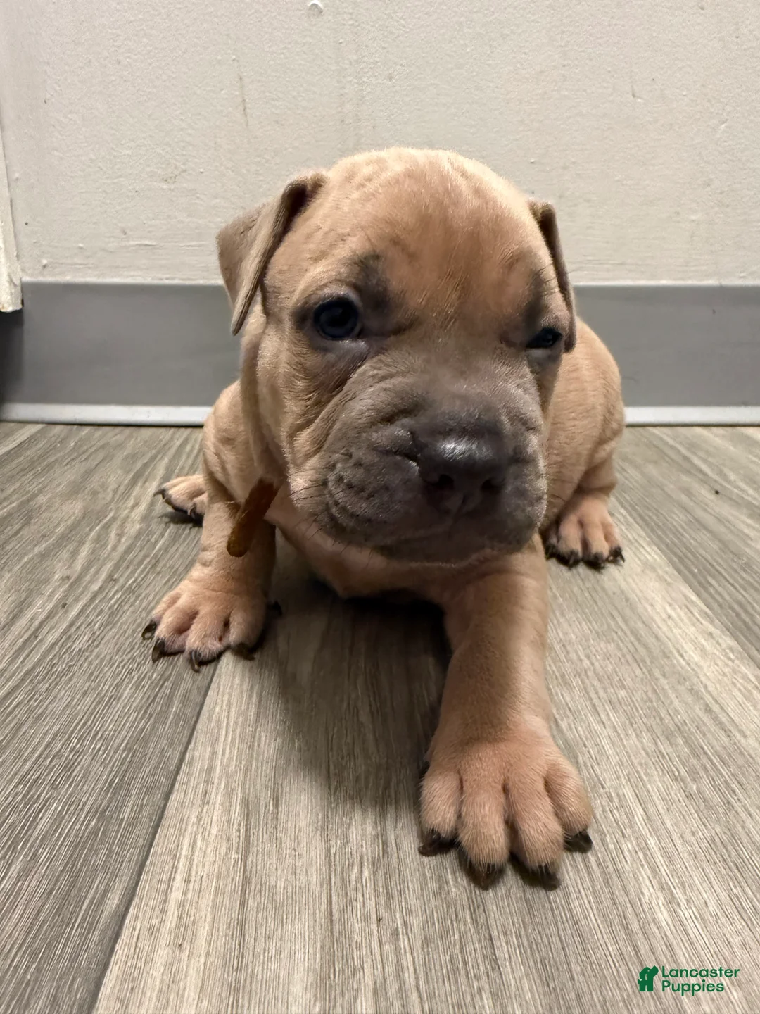 Mixed Breed dogs for sale: Bronny - Ad 1