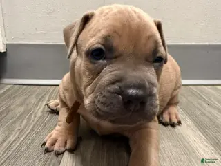 Mixed Breed dogs Bronny - Ad 3