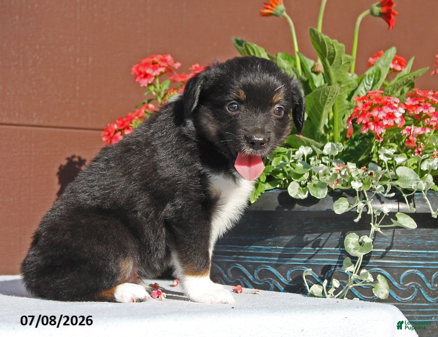 Miniature Australian Shepherd dogs Alex - Ad 1