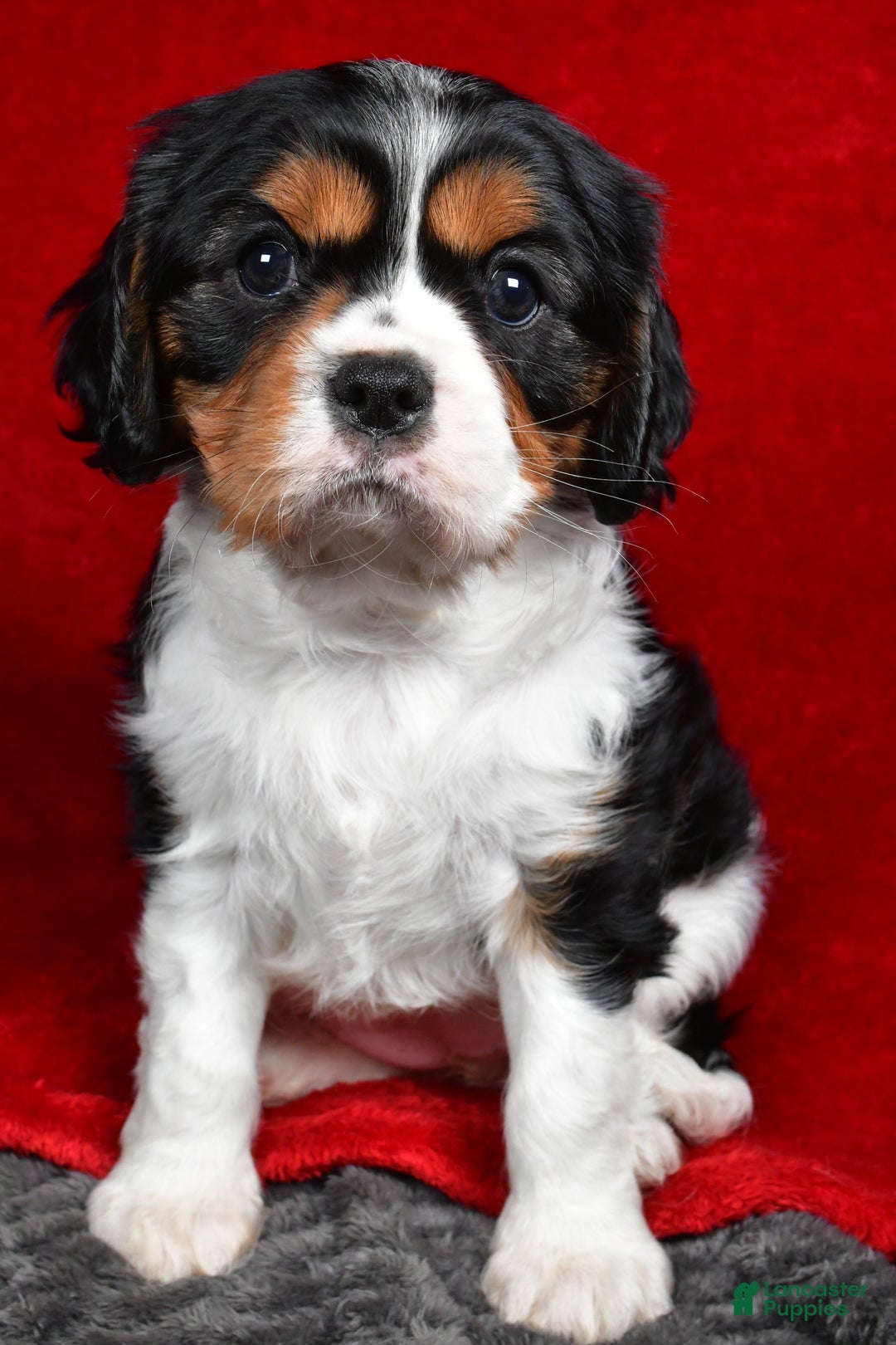 Cavalier King Charles Spaniel dogs for sale: Penny - Ad 3