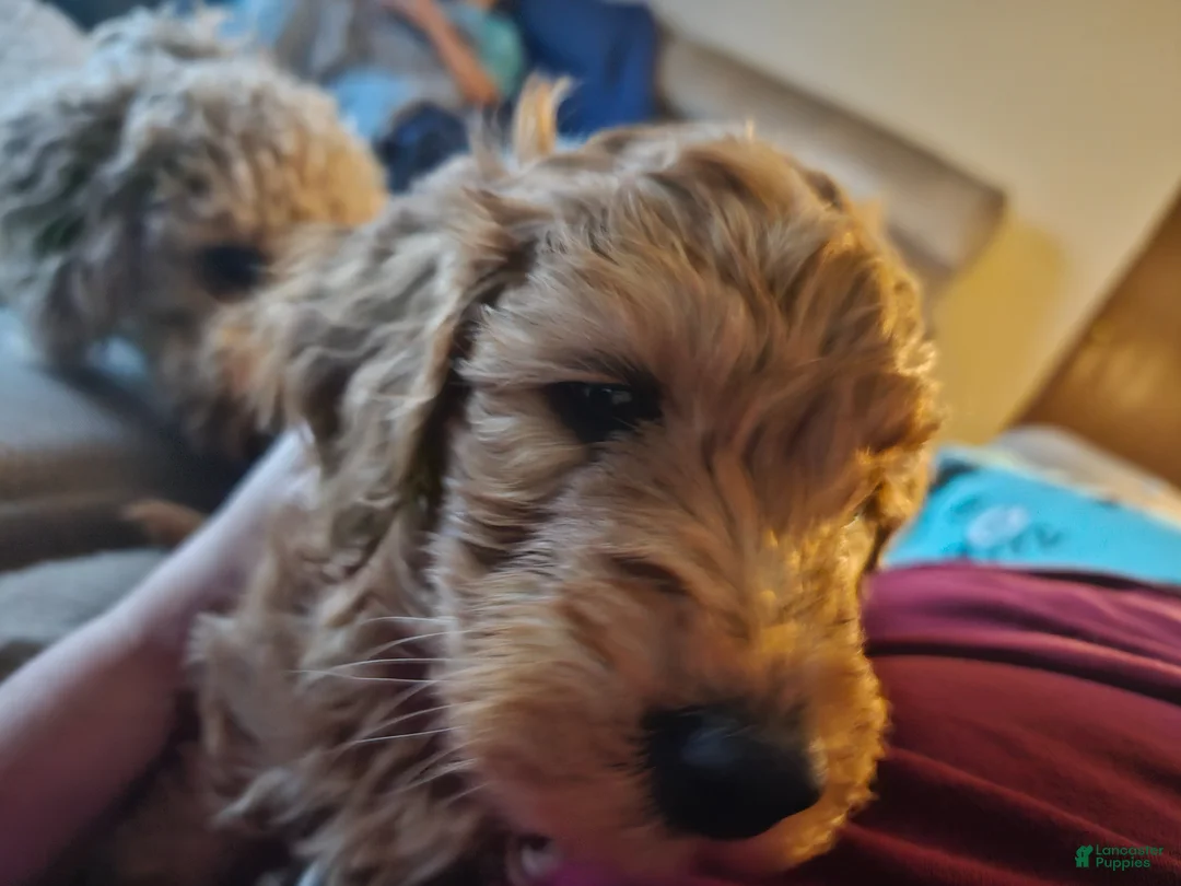 Goldendoodle dogs for sale: Goldendoodle Puppy 1 - Ad 1