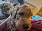 Goldendoodle Puppy 1