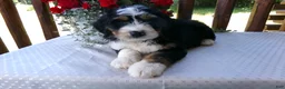 Mini Bernedoodle dogs for sale: Bella - Ad 9