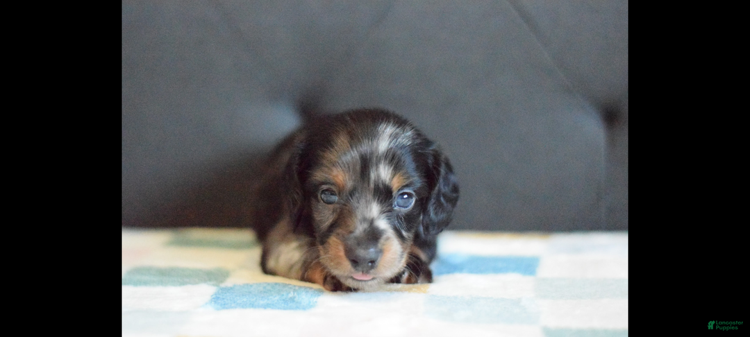 Miniature Dachshund dogs for sale: Miniature Dachshund Puppy 1 - Ad 2