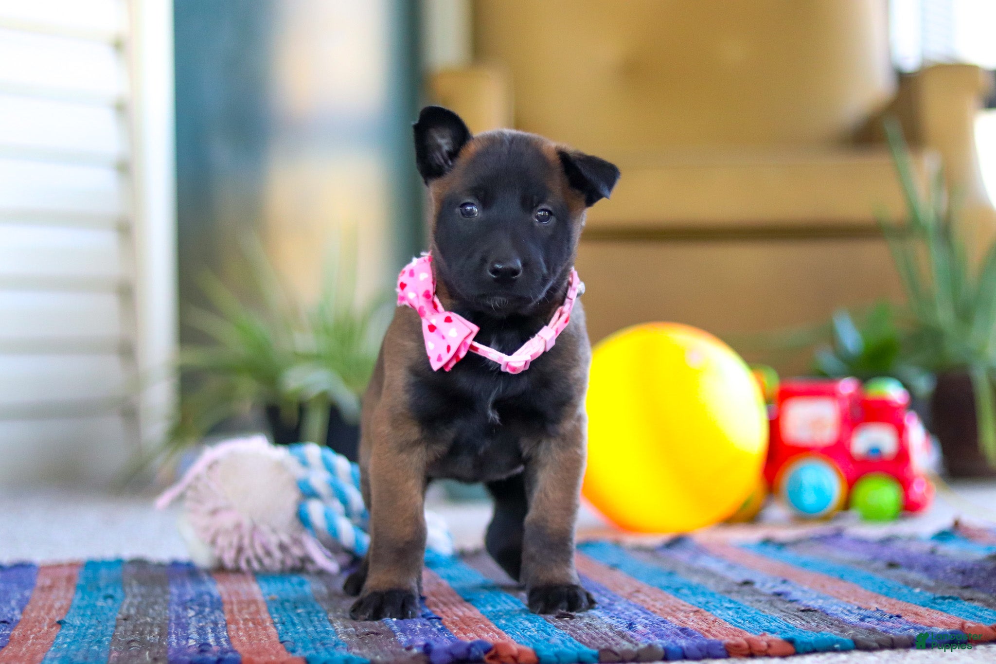 Belgian Malinois dogs Pumpkin - Ad 1