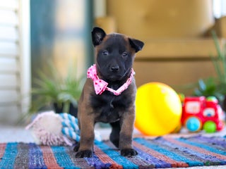 Belgian Malinois dogs Pumpkin - Ad 3