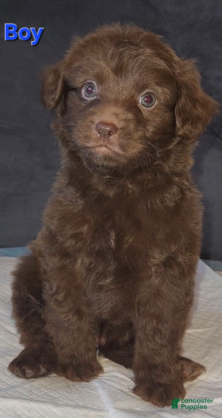 Chipoo dogs Chipoo Puppy 1 - Ad 4