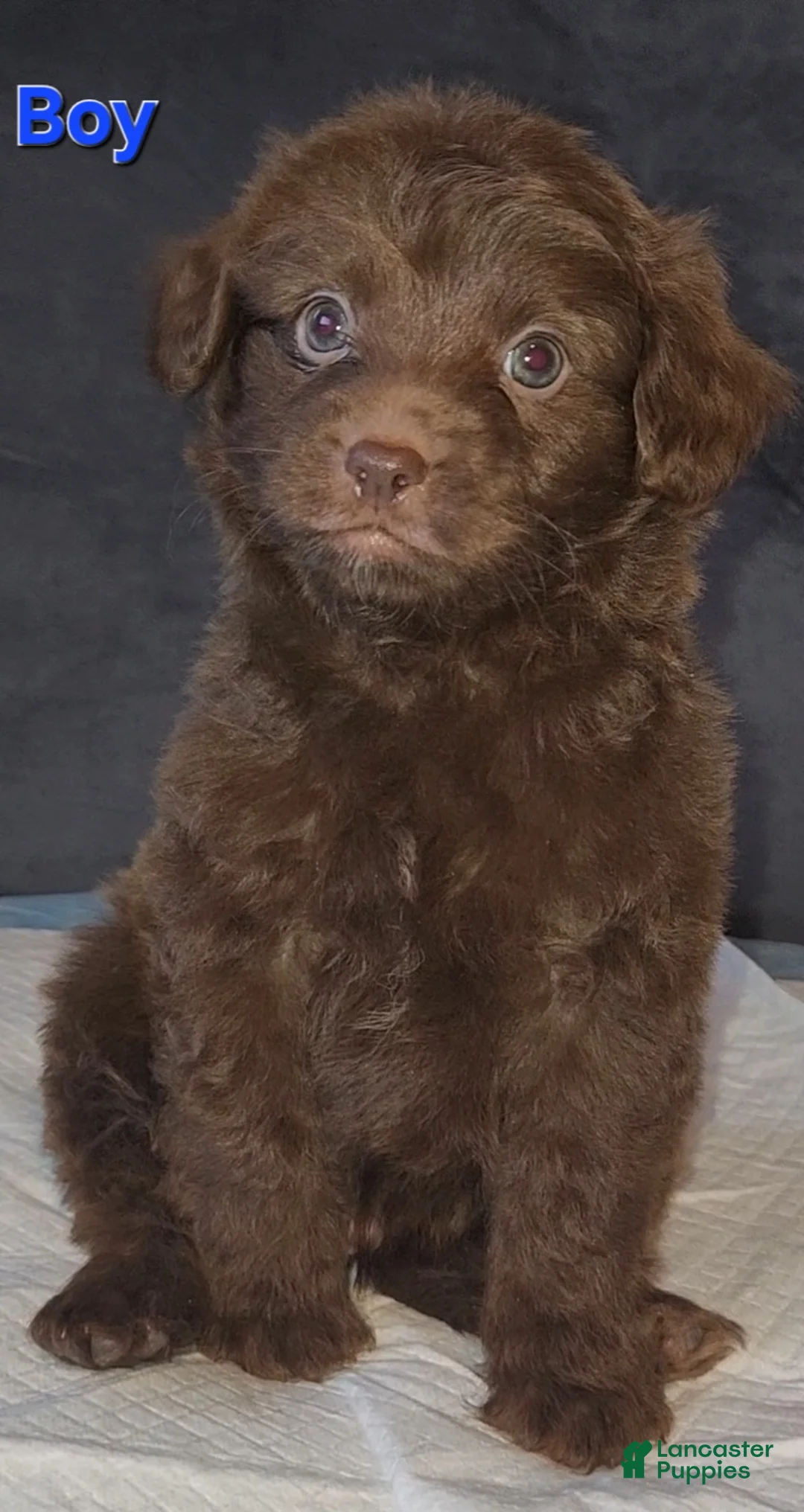 Chipoo dogs for sale: Chipoo Puppy 1 - Ad 1