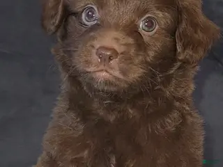 Chipoo dogs Chipoo Puppy 1 - Ad 4