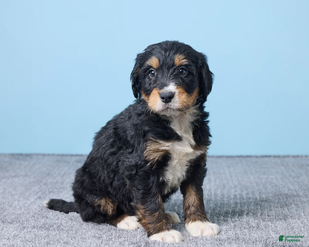 Bernedoodle dogs for sale: Hershey - Ad 2