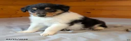 Collie dogs for sale: Rascal - Ad 3