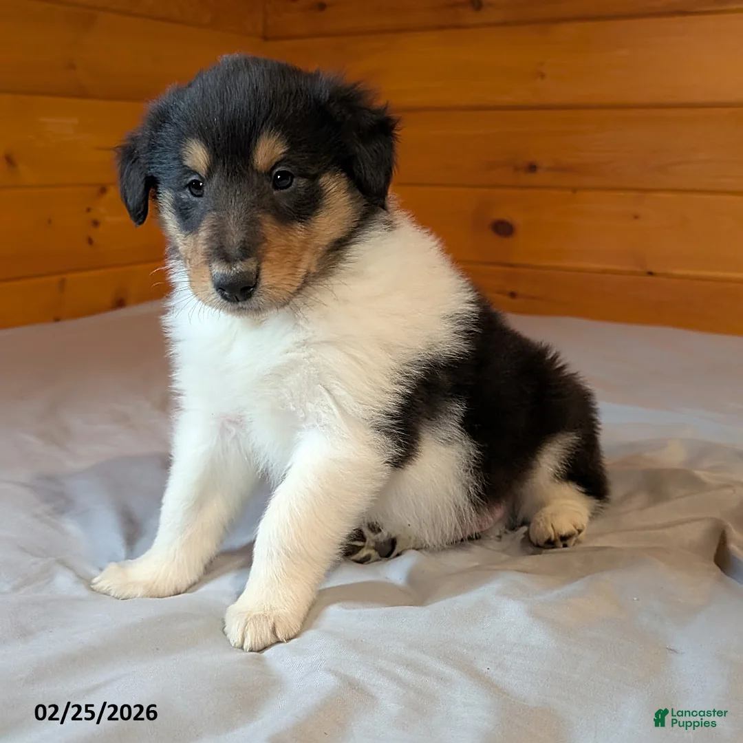 Collie dogs for sale: Rascal - Ad 3