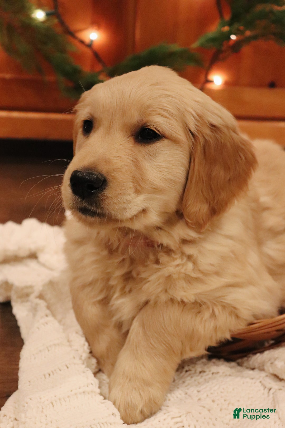 Golden Retriever dogs for sale: Claire - Ad 5