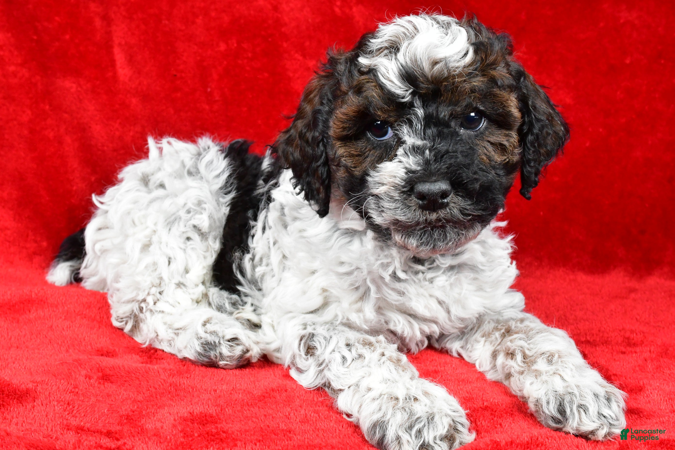 Cockapoo dogs Daxter - Ad 2