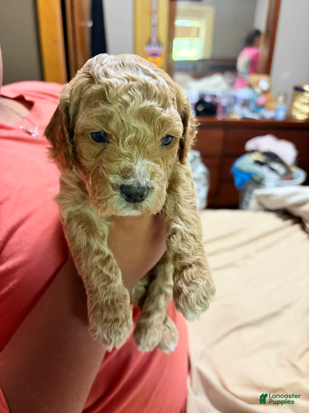 Mini Goldendoodle dogs for sale: Mini Goldendoodle Puppy 2 - Ad 2