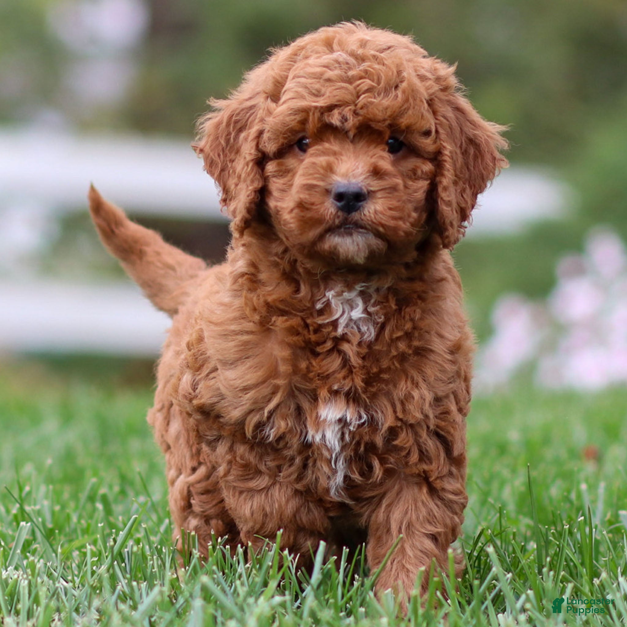 Goldendoodle dogs Paisley - Ad 1