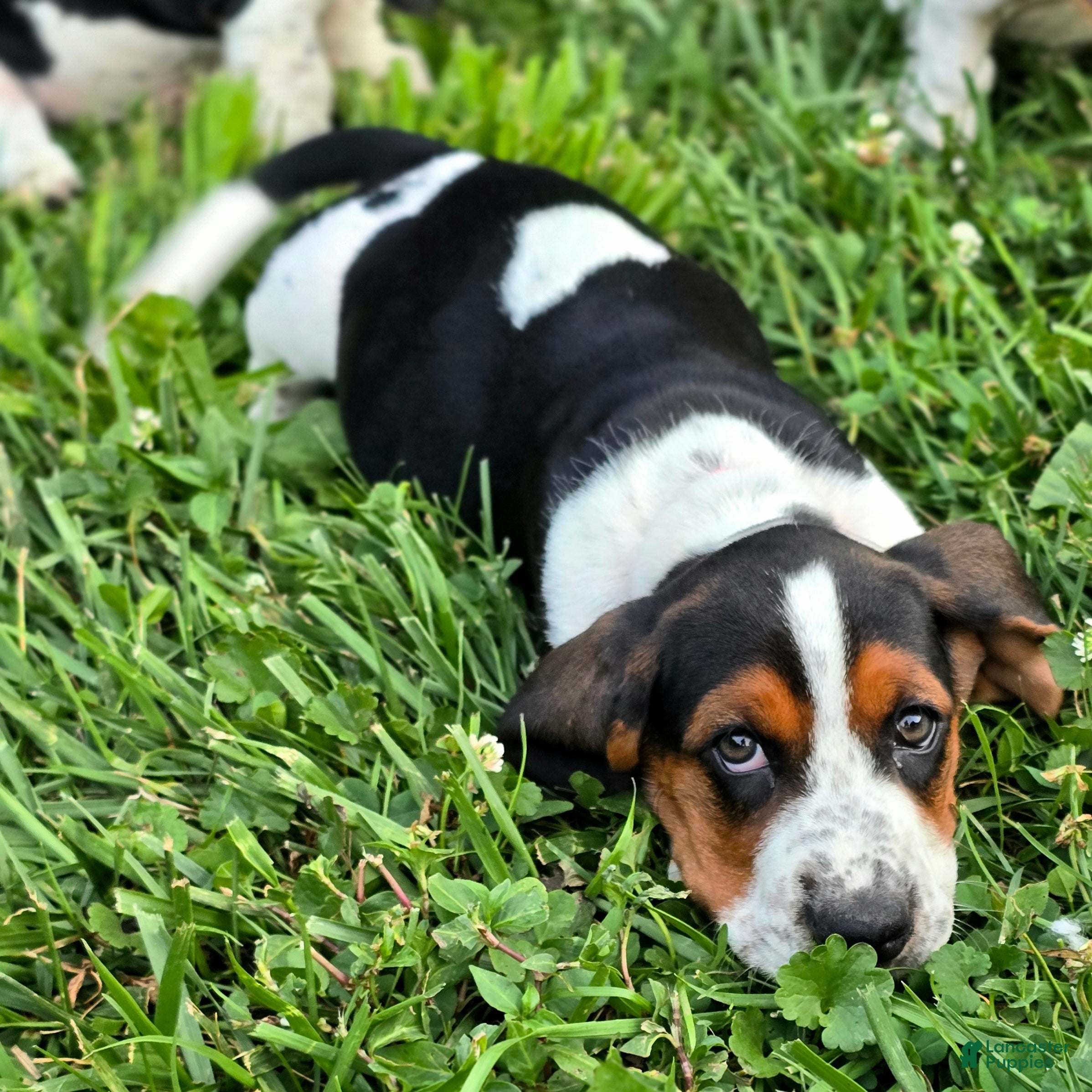 Basset Hound dogs PRISMARI - Ad 1