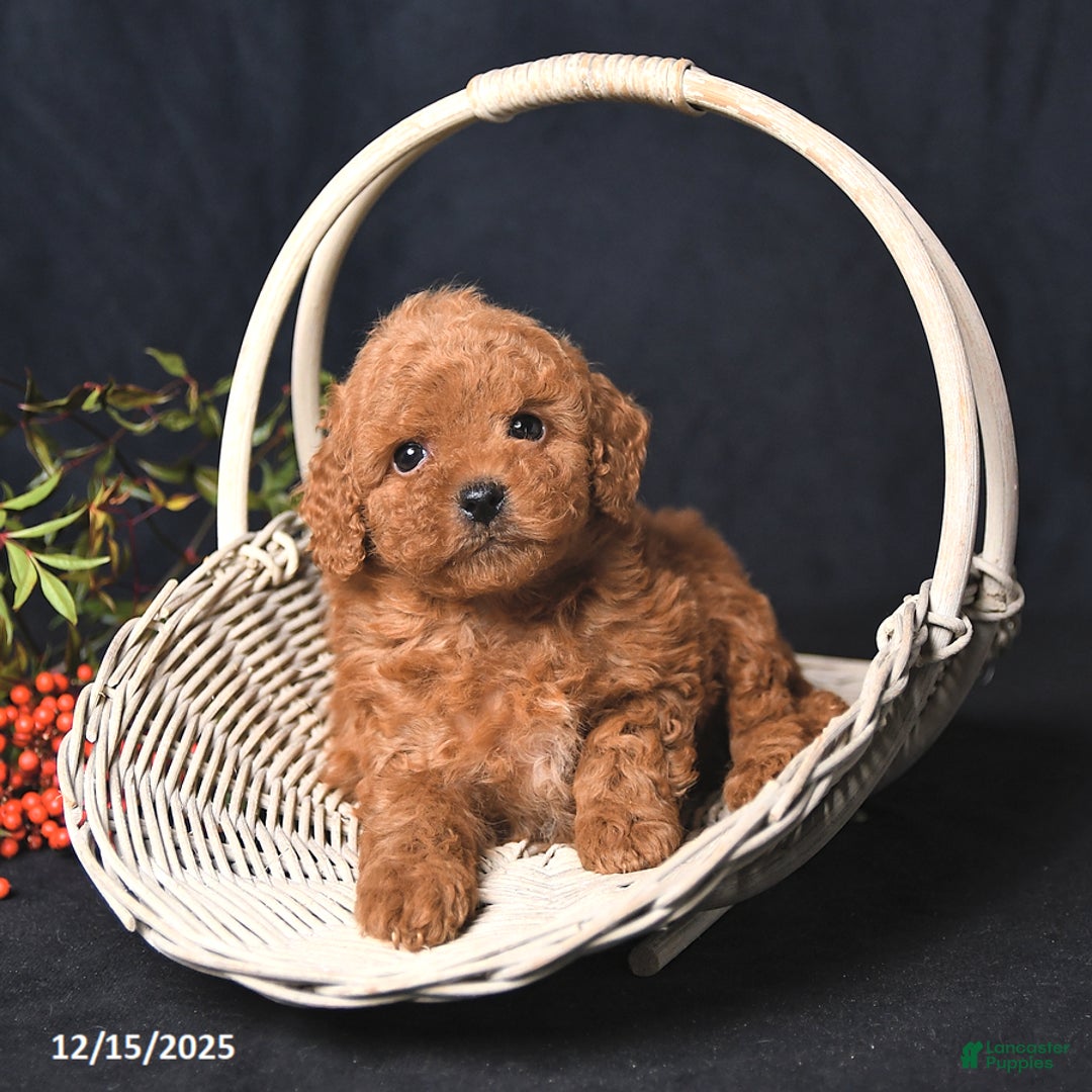 Miniature Poodle dogs for sale: Ivy - Ad 3