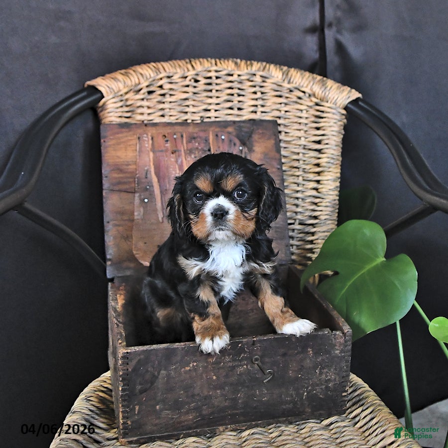 Cavalier King Charles Spaniel dogs Dakota - Ad 2