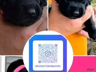 Mixed Breed dogs Golden Labradoodle Puppy 9 - Ad 12