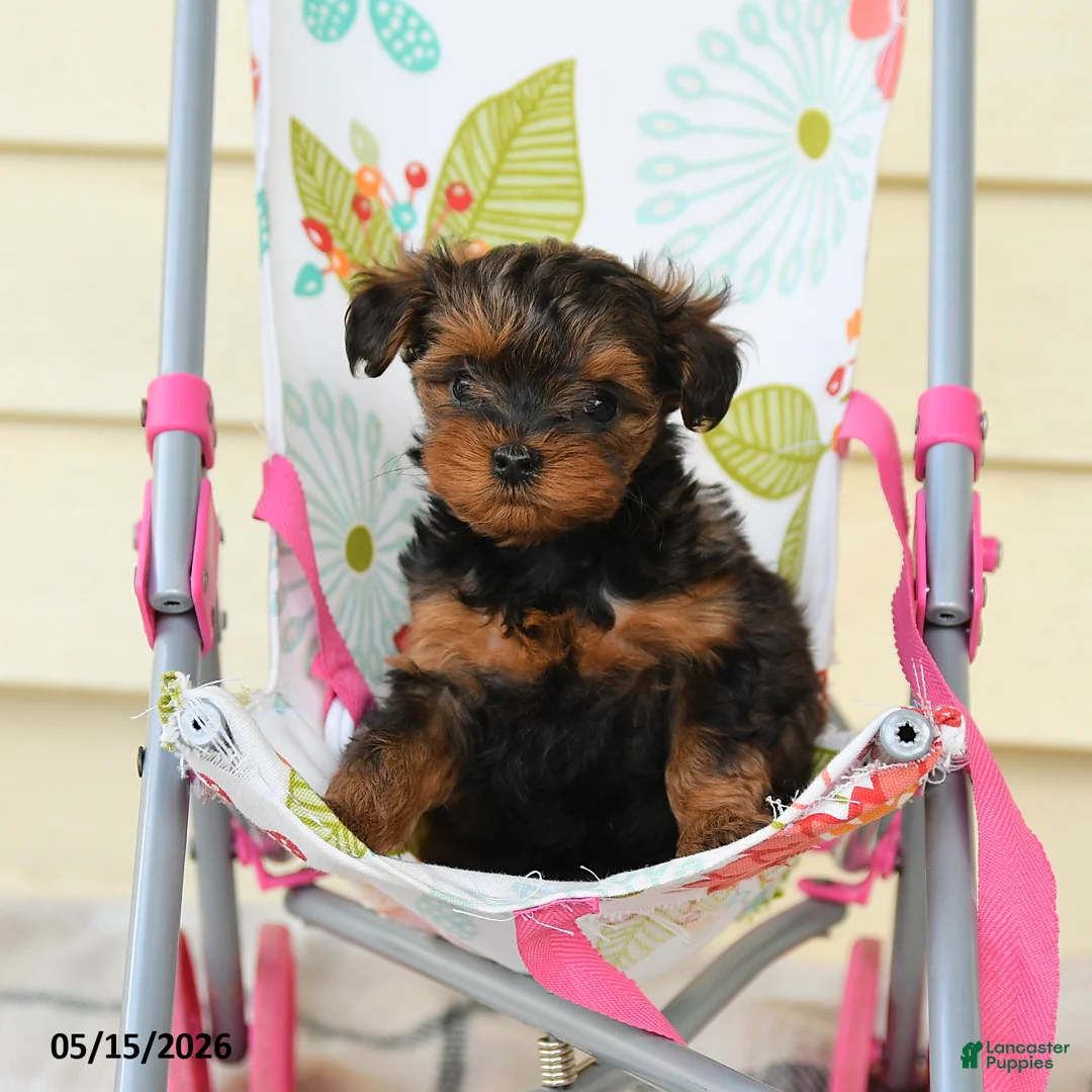 Yorkiepoo dogs for sale: Cecilia - Ad 1