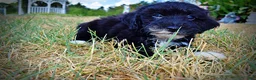 Havapoo dogs for sale: Kudos - Ad 10