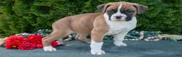 Boxer dogs for sale: Rusty - Ad 3