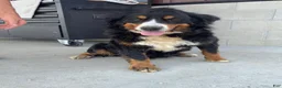 Mini Bernedoodle dogs for sale: Sawyer - Ad 11