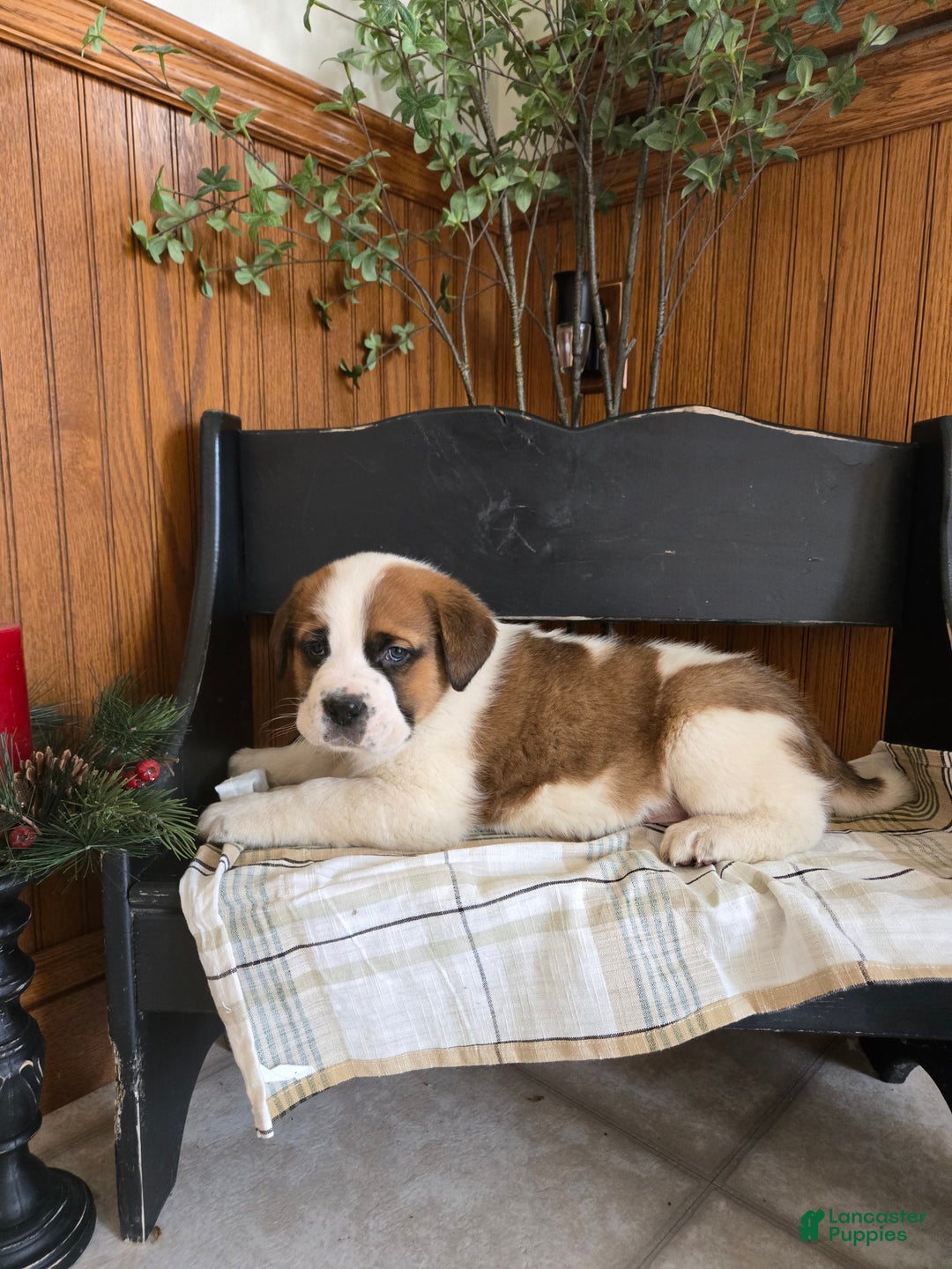 Saint Bernard dogs for sale: Brownie  - Ad 2