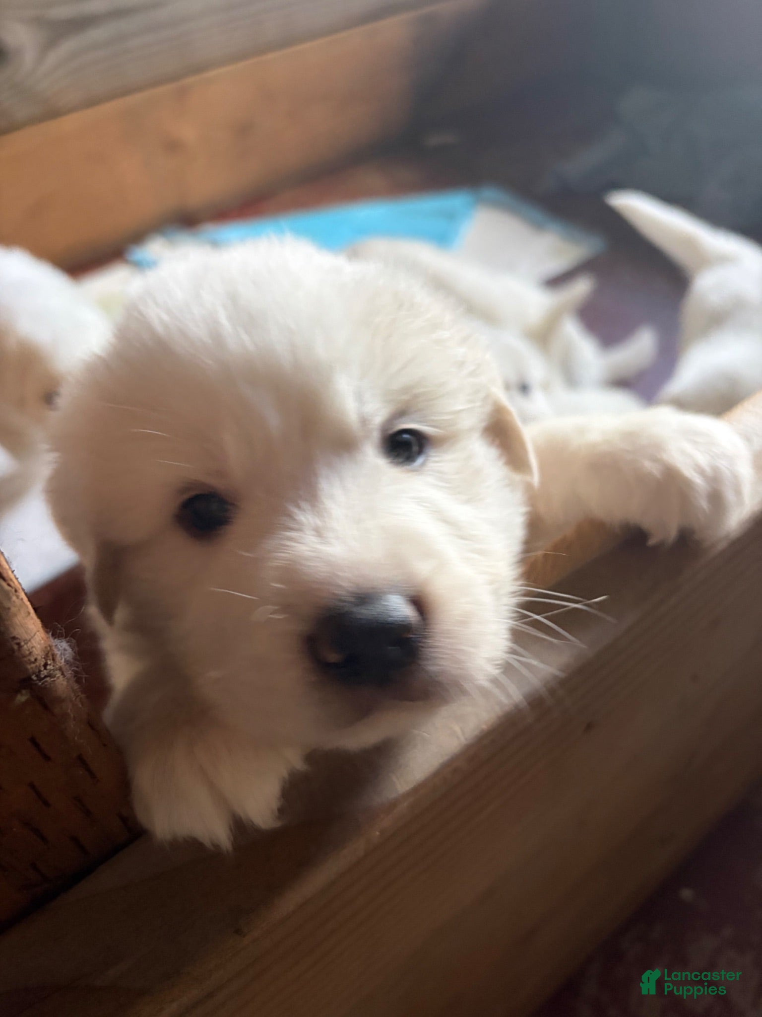 Great Pyrenees dogs Great Pyrenees 2 - Ad 23