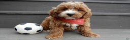 Mini Goldendoodle dogs for sale: Nemo - Ad 1
