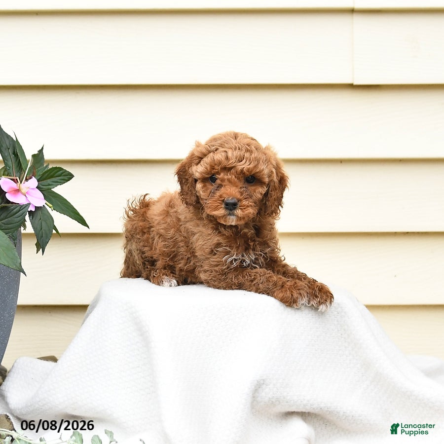Aussiedoodle dogs Raline - Ad 2