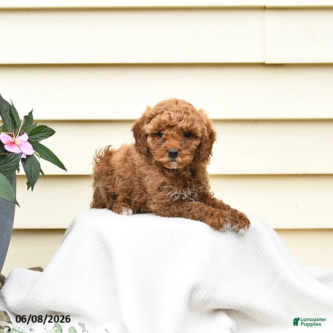 Aussiedoodle dogs for sale: Raline - Ad 2