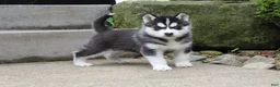 Siberian Husky dogs for sale: Thunder - Ad 1