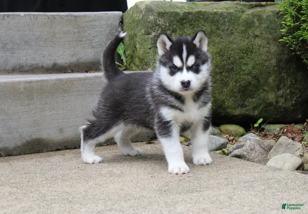 Siberian Husky dogs for sale: Thunder - Ad 1