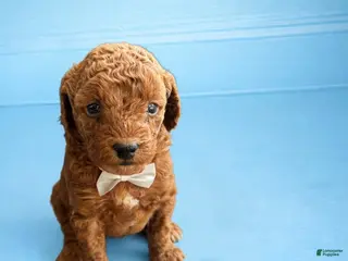 Mini Goldendoodle dogs for sale: Rory - Ad 1