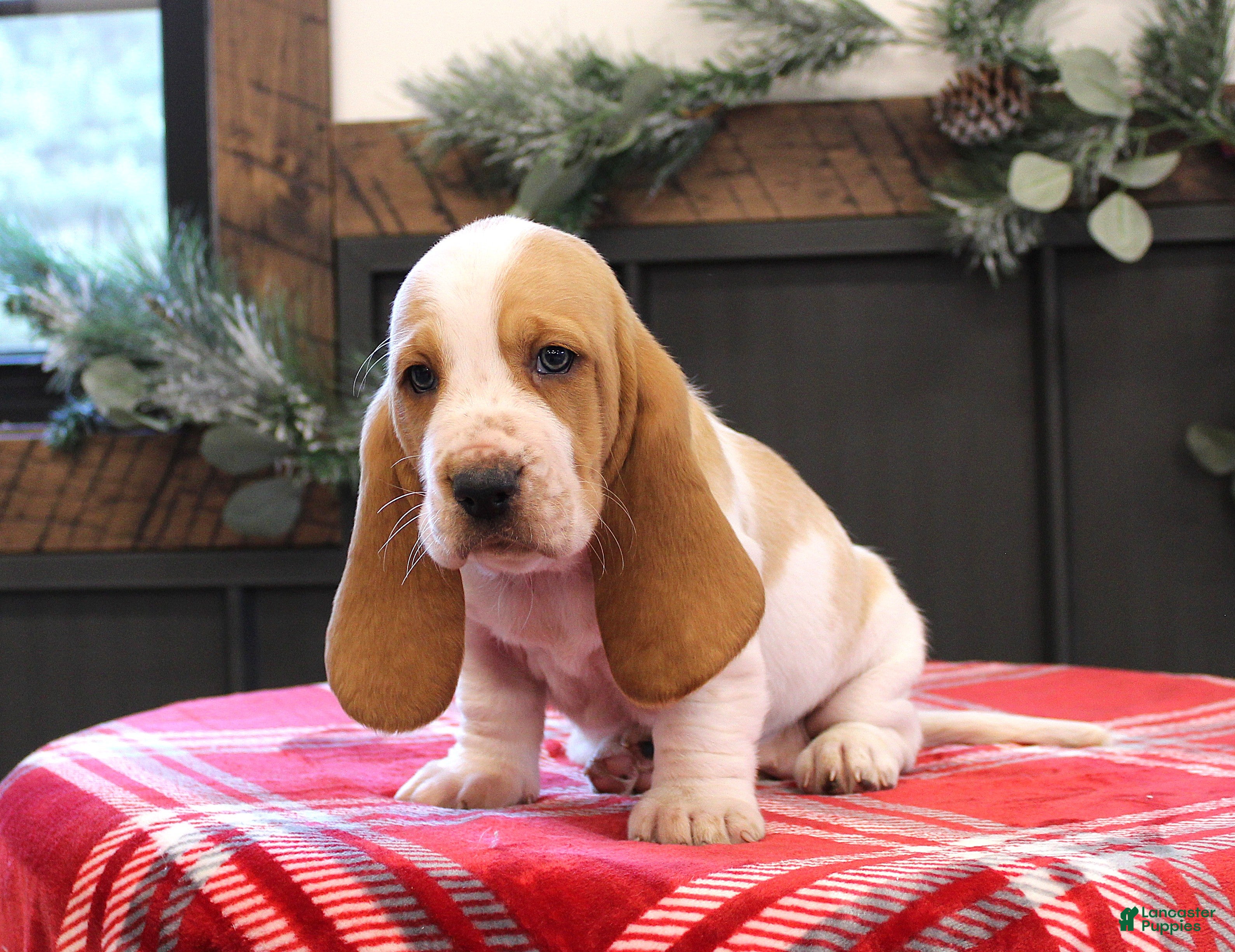 Basset Hound dogs Skye - Ad 2