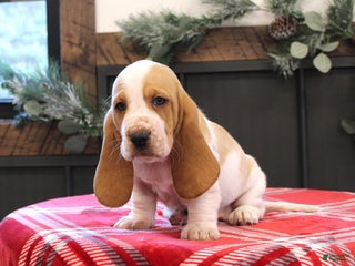 Basset Hound dogs Skye - Ad 4