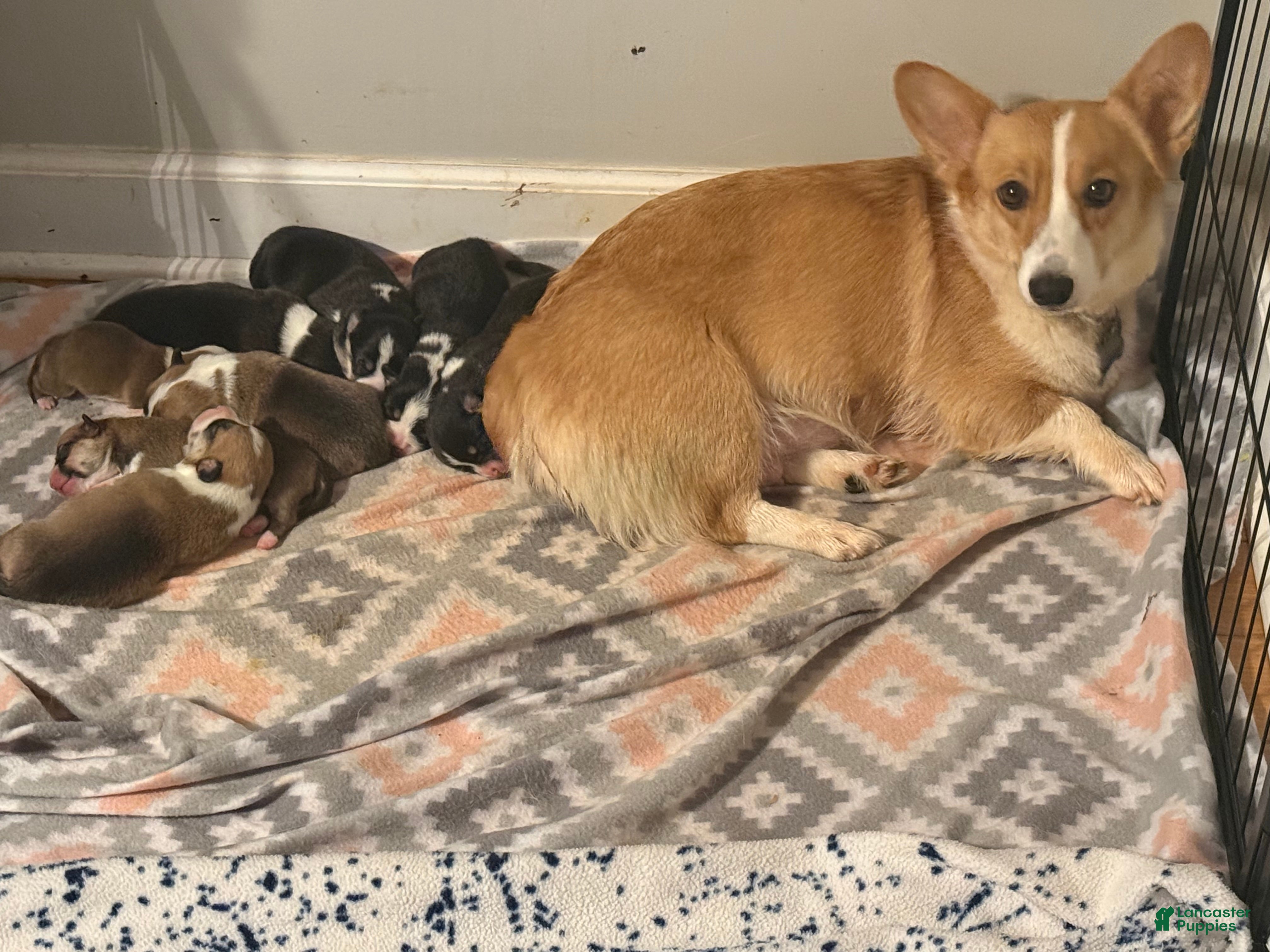 Welsh Corgi Pembroke dogs Welsh Corgi Pembroke Puppy 3 - Ad 21