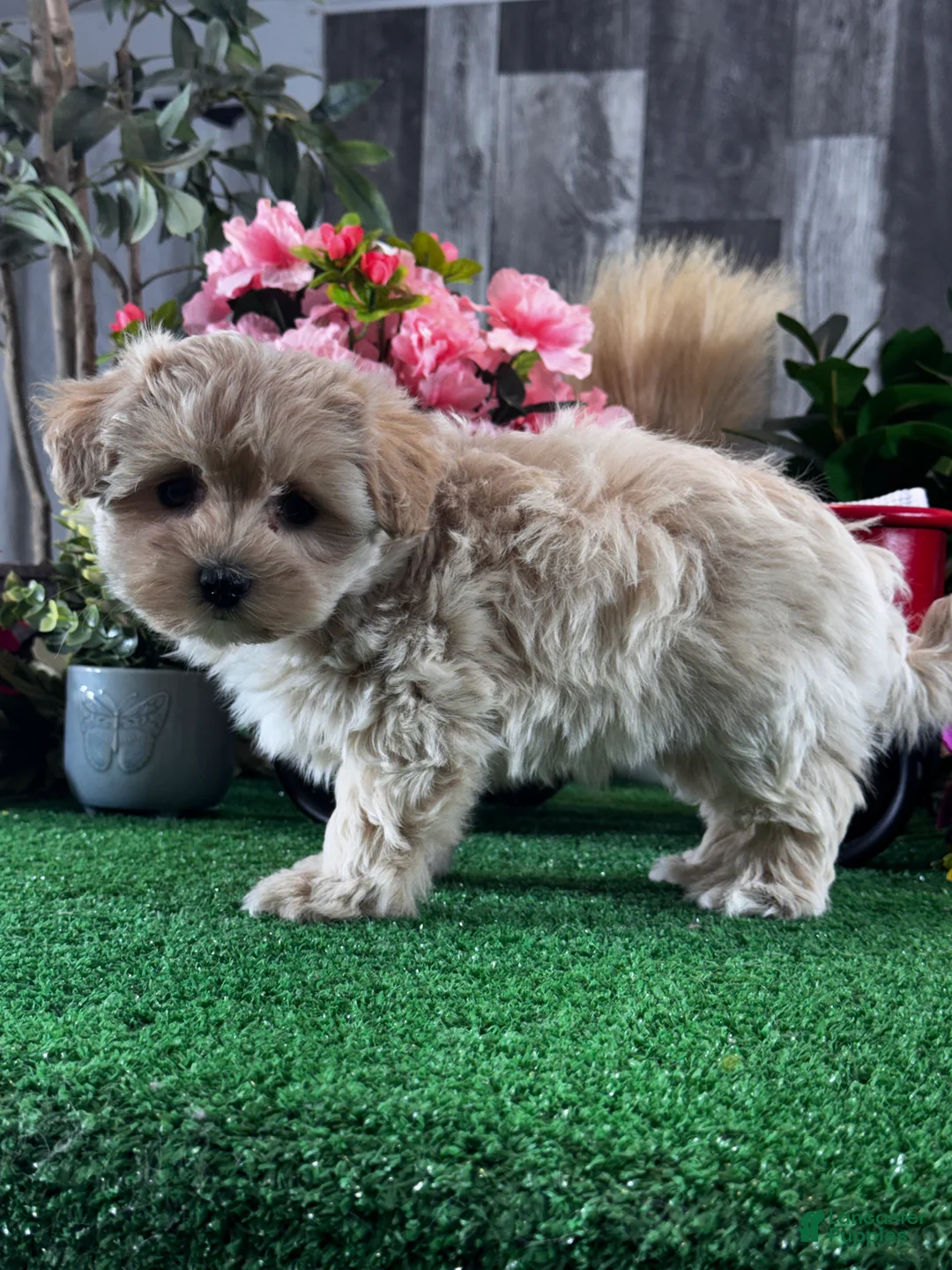 Mixed Breed dogs for sale: Lady  - Ad 2