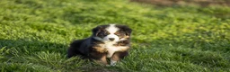 Miniature Australian Shepherd dogs for sale: Snap Miniature Australian Shepherd Puppy  - Ad 1
