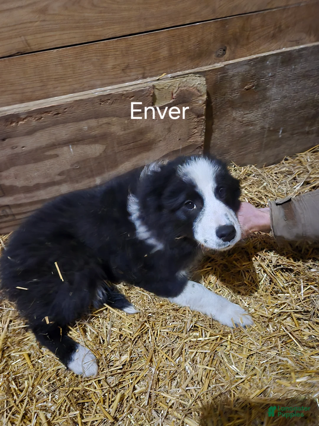Border Collie dogs for sale: Enver - Ad 3