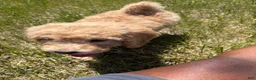 Goldendoodle dogs for sale: Simba  - Ad 7