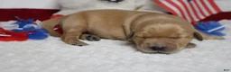 Golden Retriever dogs for sale: Bagel  - Ad 8