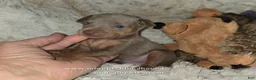 Miniature Pinscher dogs for sale: AKC Rhett - Ad 3