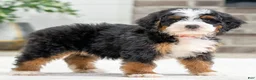 Mini Bernedoodle dogs for sale: Hero - Ad 1