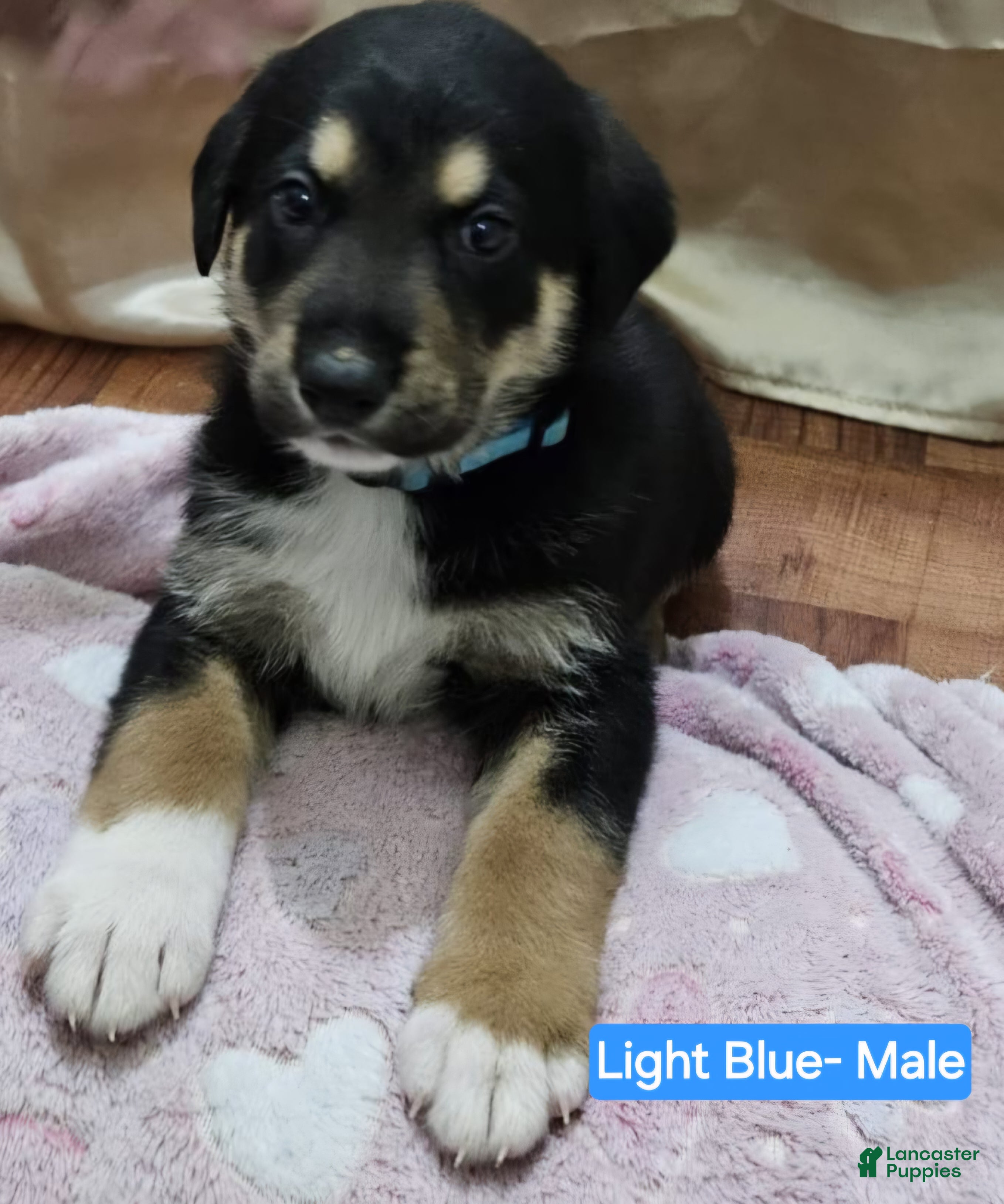 Mixed Breed dogs  Puppy 6 Blue - Ad 5