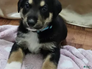 Mixed Breed dogs Puppy 6 Blue - Ad 15